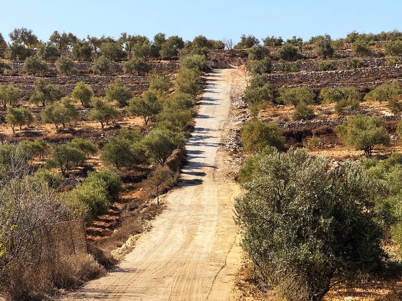 A dirt path climbing an olive-covered hillside