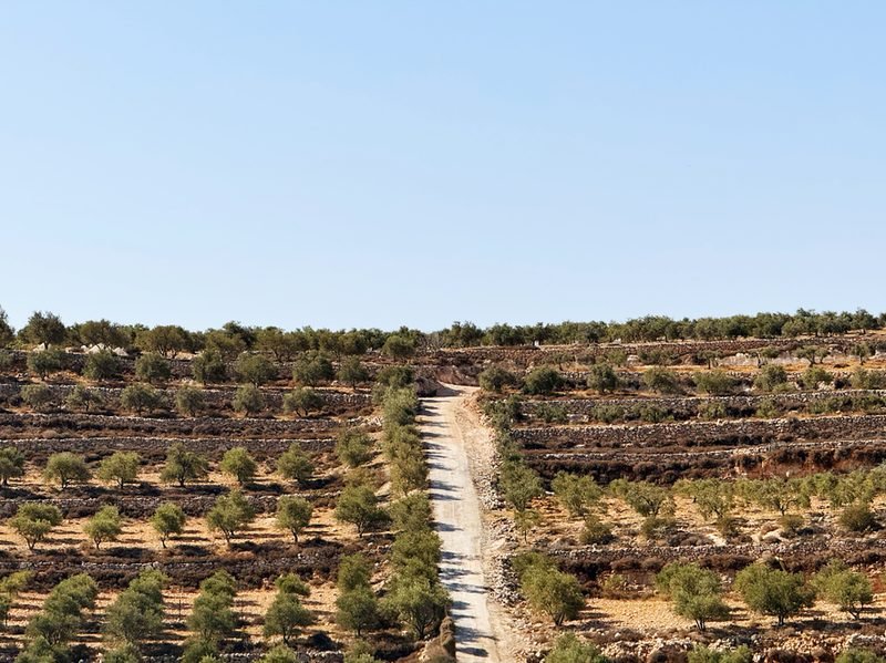 A rural road winding over olive hills