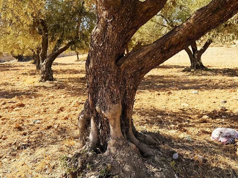 An ancient olive tree