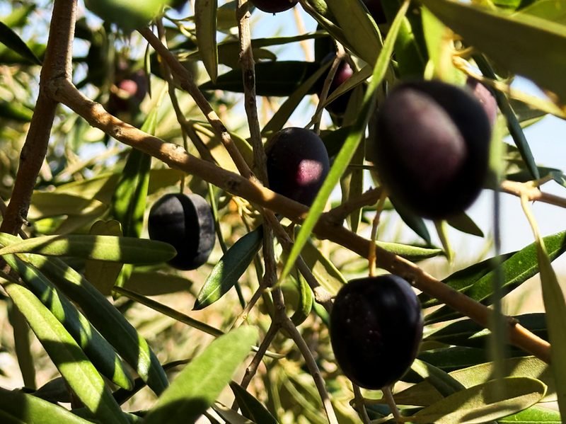 Olives on the branch